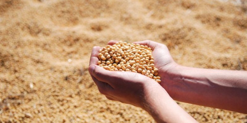 ORIGEO Tratamento de sementes contribui para protecao dos cultivos e aumento da produtividade em mei