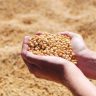 ORIGEO Tratamento de sementes contribui para protecao dos cultivos e aumento da produtividade em mei