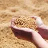 ORIGEO Tratamento de sementes contribui para protecao dos cultivos e aumento da produtividade em mei