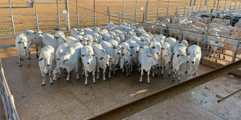 ACNB Animais jovens sao destaque na 5 etapa nacional do Circuito Nelore de Qualidade em Agua Boa MT