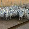 ACNB Animais jovens sao destaque na 5 etapa nacional do Circuito Nelore de Qualidade em Agua Boa MT