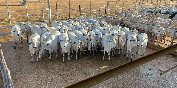 ACNB Animais jovens sao destaque na 5 etapa nacional do Circuito Nelore de Qualidade em Agua Boa MT