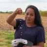 Cultivo de feijao caupi do Projeto de Graos Carlos Vieira Secom RR 4
