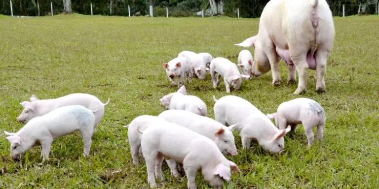 MCASSAB suinos Resposta para a suinocultura de qualidade esta na saude do intestino foto EMBRAPA 750