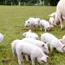 mcassab suinos resposta para a suinocultura de qualidade esta na saude do intestino foto embrapa 750