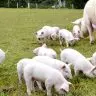 MCASSAB suinos Resposta para a suinocultura de qualidade esta na saude do intestino foto EMBRAPA 750
