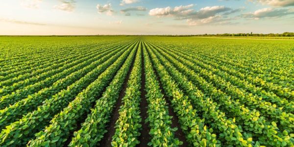 rainbow agro rainbow defende boas praticas para evitar resistencia de pragas doencas e daninhas e fo