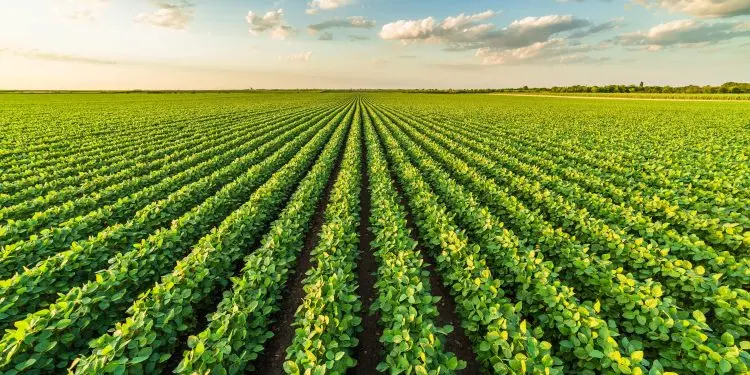 Rainbow Agro Rainbow defende boas praticas para evitar resistencia de pragas doencas e daninhas e fo
