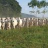 rebanho bovino 1