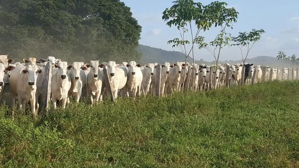 Rebanho bovino 1