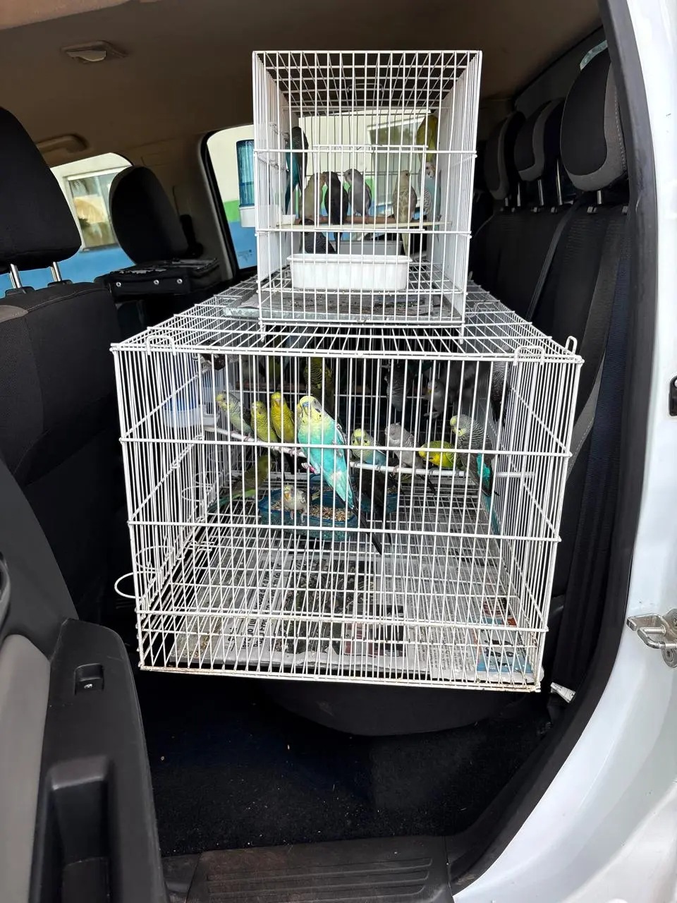 Aderr apreende 41 pássaros ornamentais em transporte irregular no posto do Jundiá 1 FISCALIZACAO 7