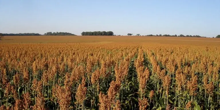 ORIGEO Sorgo vira aposta de rentabilidade na safrinha foto por Tardin Flavio EMBRAPA 750x375