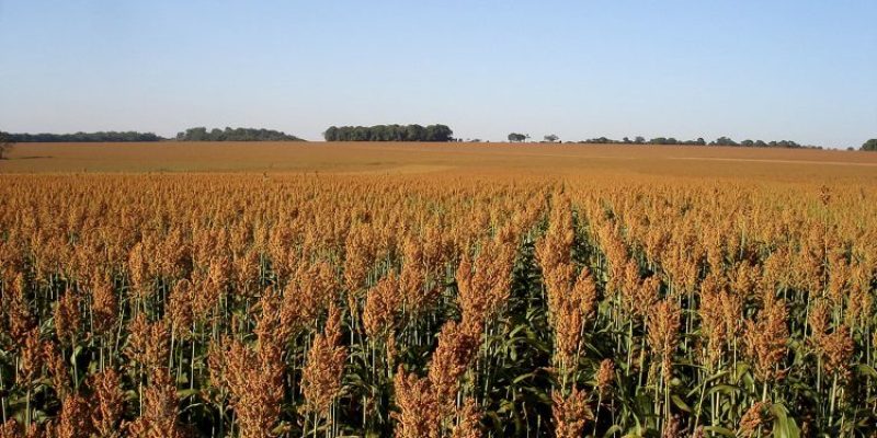 origeo sorgo vira aposta de rentabilidade na safrinha foto por tardin flavio embrapa 750x375