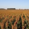 origeo sorgo vira aposta de rentabilidade na safrinha foto por tardin flavio embrapa 750x375