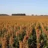 ORIGEO Sorgo vira aposta de rentabilidade na safrinha foto por Tardin Flavio EMBRAPA 750x375