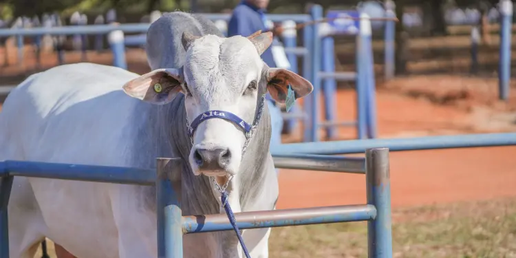 Alta consolida força genética nos leilões da ExpoGenética 2025 1 unnamed 16