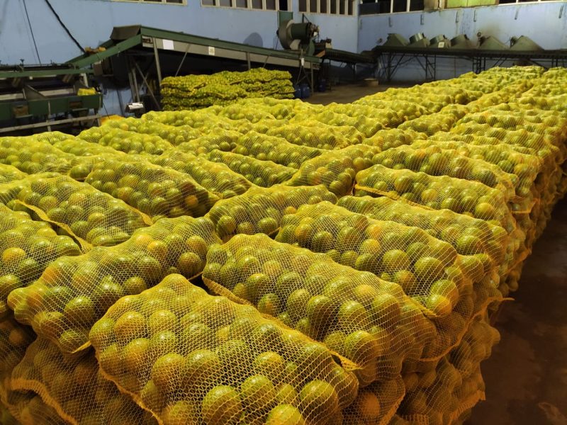 Certificação viabiliza exportação de frutas de Roraima 1 Exportacao de frutas de Roraima 2