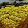 Exportacao de frutas de Roraima 2