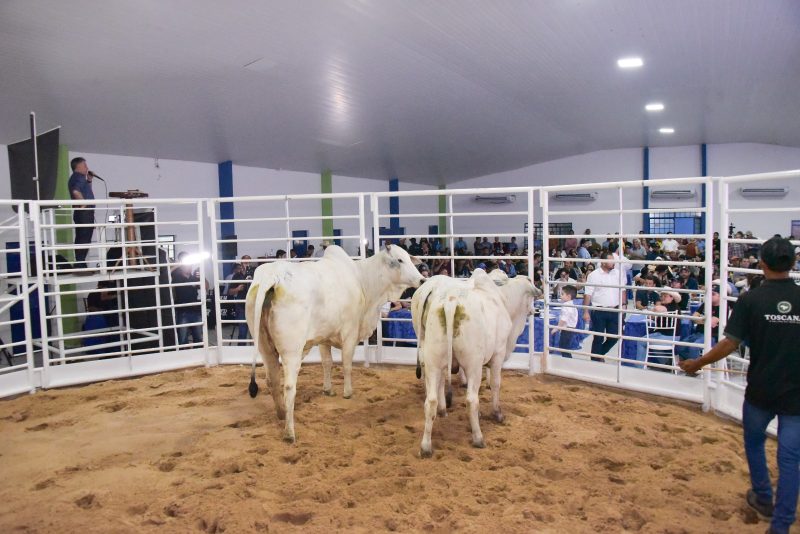 Leiloes da Expoferr Show 1