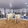 Leiloes da Expoferr Show 1