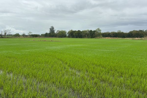 Plantio prossegue diante da desvalorização e incertezas para toda a cadeia produtiva – Roraima Agro Show 4 unnamed 20