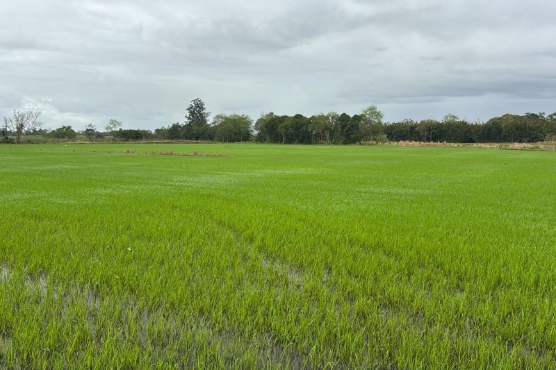 Plantio prossegue diante da desvalorização e incertezas para toda a cadeia produtiva – Roraima Agro Show 1 unnamed 20