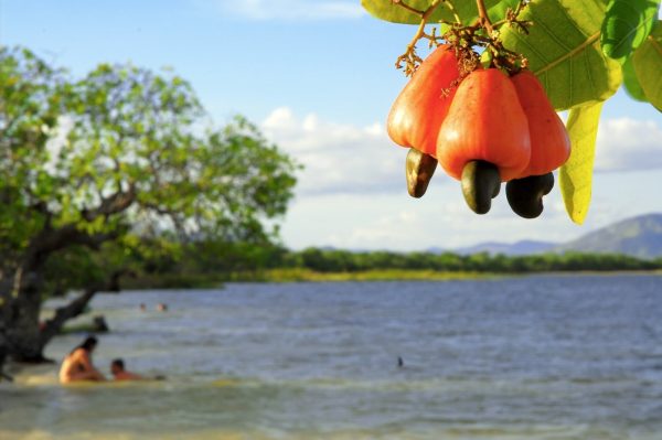 Lago Caracarana Normandia Roraima