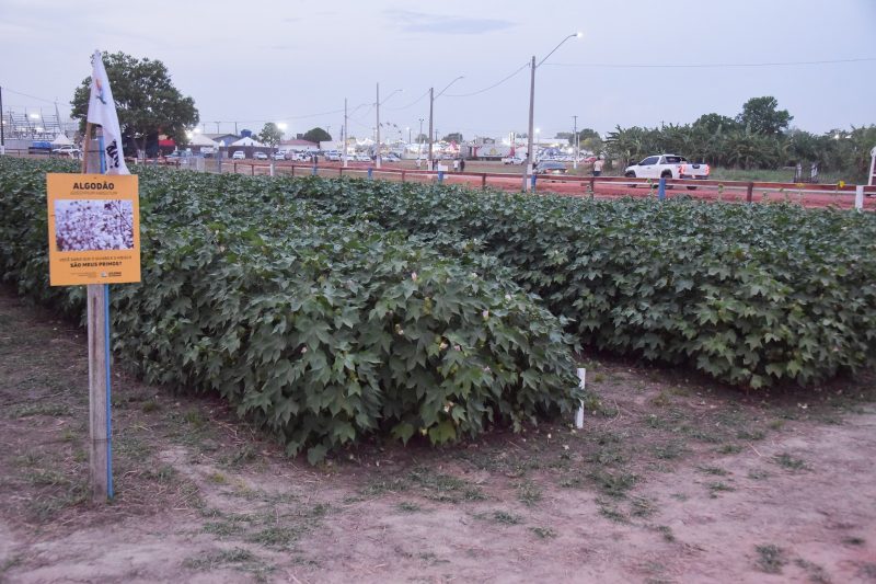 EXPOFERR 2025: Vitrine Tecnológica Enfatiza Práticas Sustentáveis para os Produtores de Roraima – Roraima Agro Show 1 algodao 1