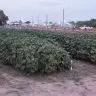 algodao 1