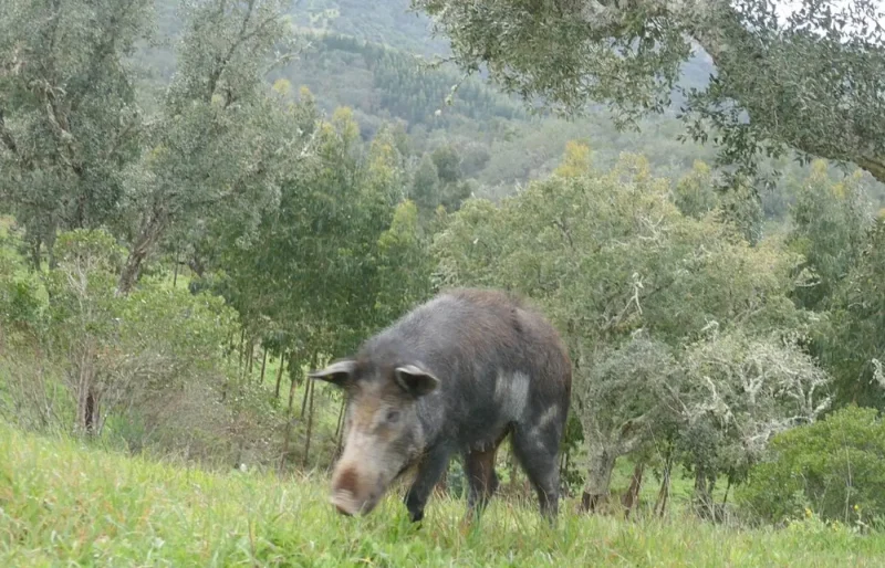 Produtores expõem os desafios enfrentados com javalis invasores 1 5gBcr6z7KtaRg5aXo4YDF3sy.webp