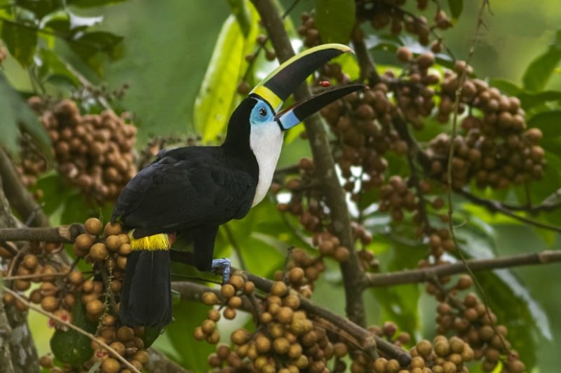 Observação de aves em Roraima ganha destaque em catálogo nacional 1 tucanucu 3 2