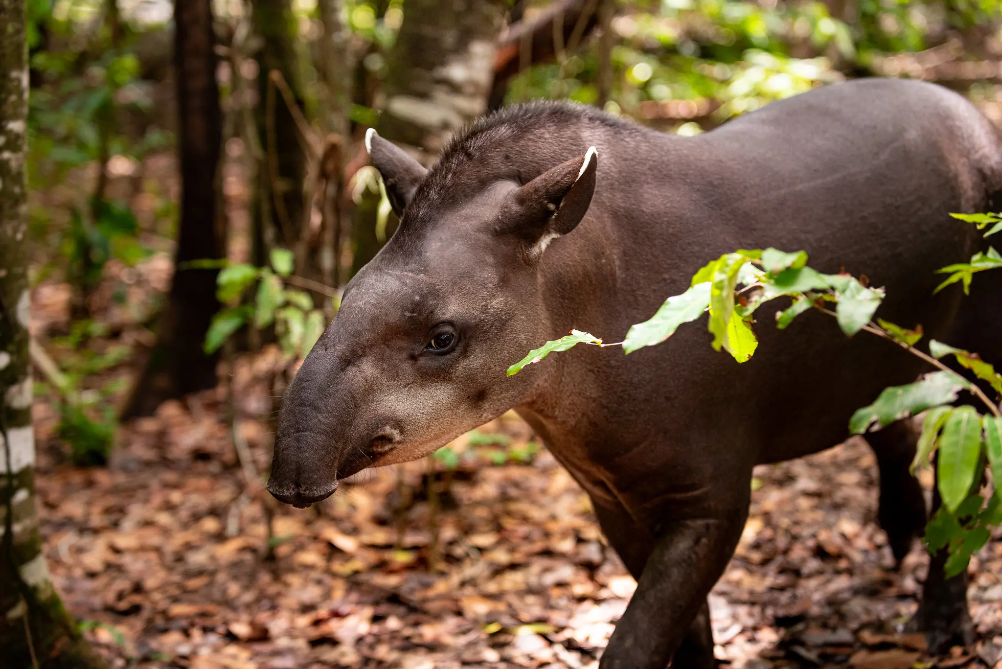 1767918970 214 Bosque dos Papagaios refugio de animais e educacao ambiental