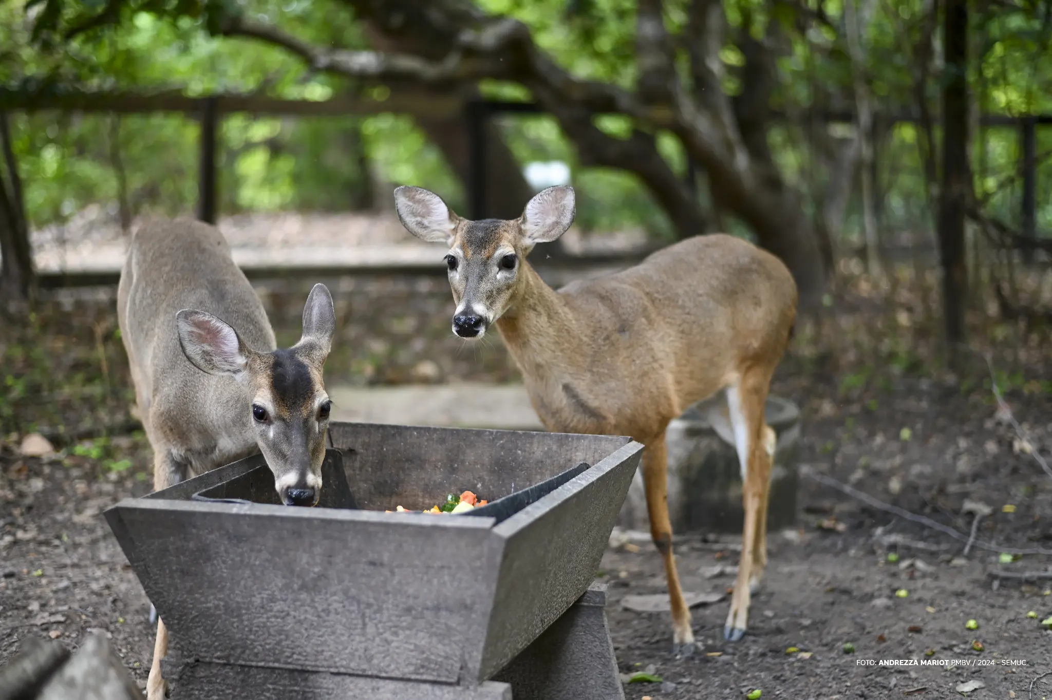 1767918970 373 Bosque dos Papagaios refugio de animais e educacao ambiental