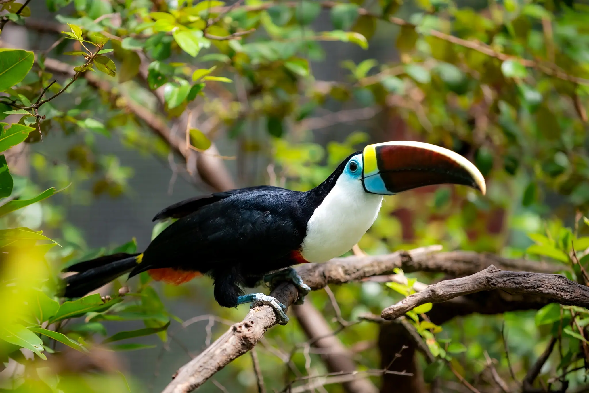 1767918970 425 Bosque dos Papagaios refugio de animais e educacao ambiental