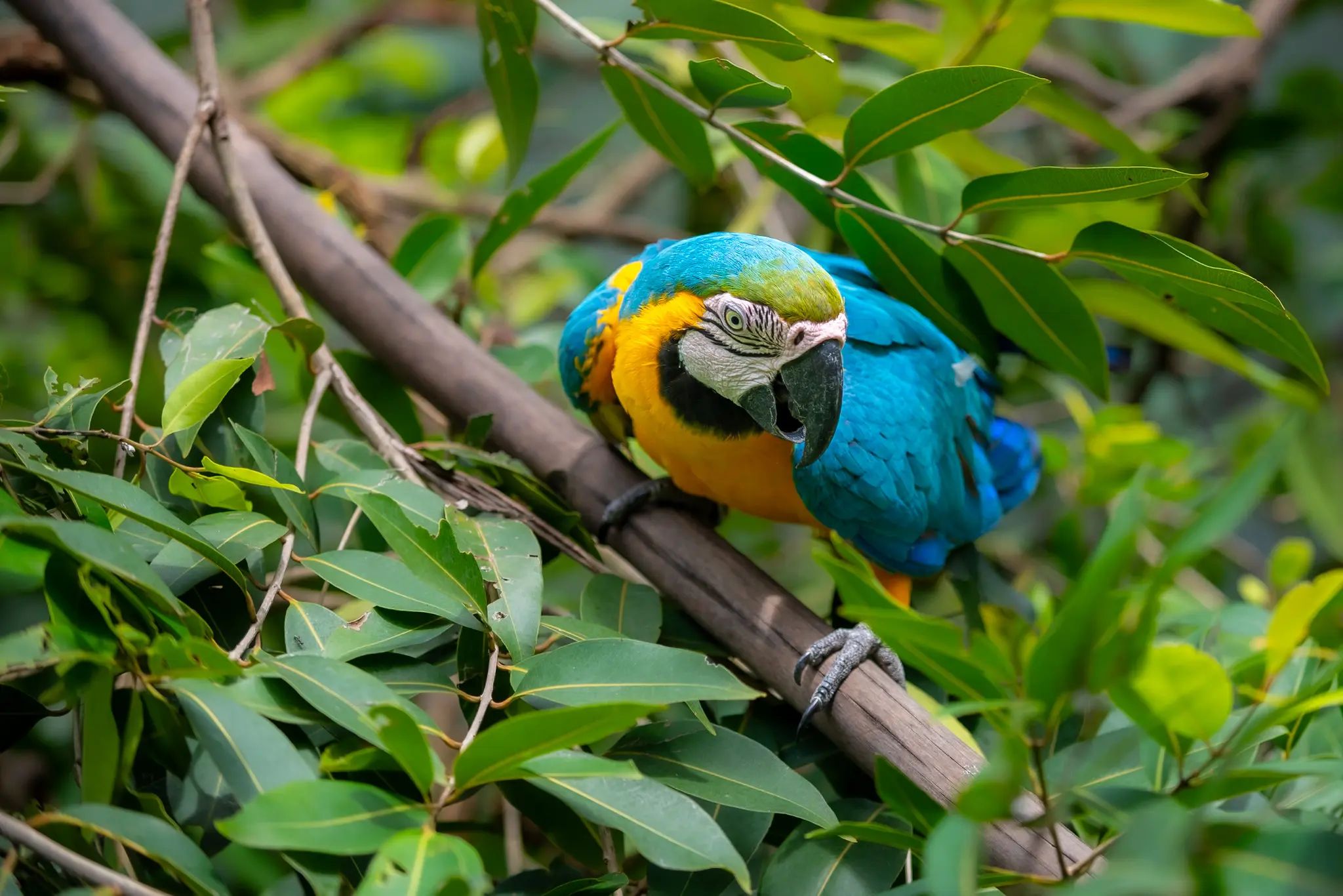 1767918970 706 Bosque dos Papagaios refugio de animais e educacao ambiental