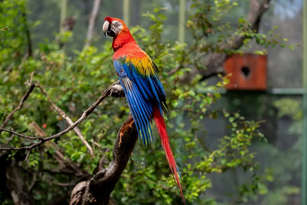 Bosque dos Papagaios: refúgio de animais e educação ambiental 1 53831702221 b98a77d78a k