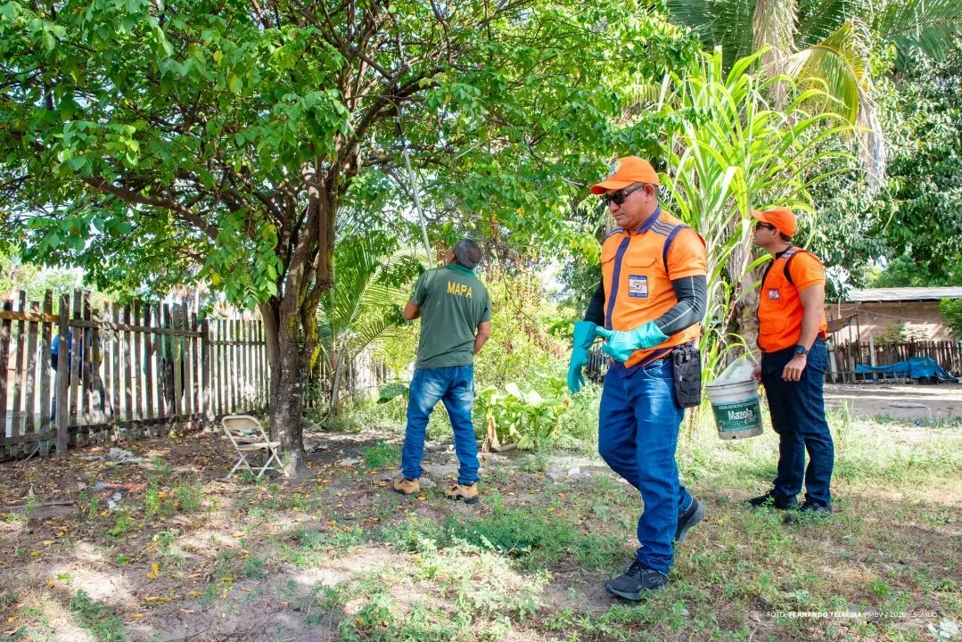DCM e MAPA unem forças contra mosca-da-carambola em Boa Vista 1 55054282737 09aaf1e93b k