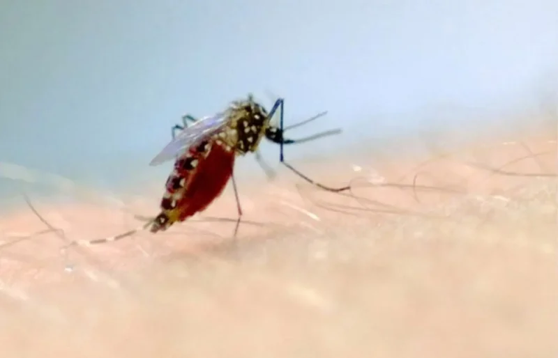 Valores de repelentes variam até 110% entre diferentes lojas virtuais, aponta Procon-SP 1 i1n4uPHd3M66ctnHWiY5pNSg.webp