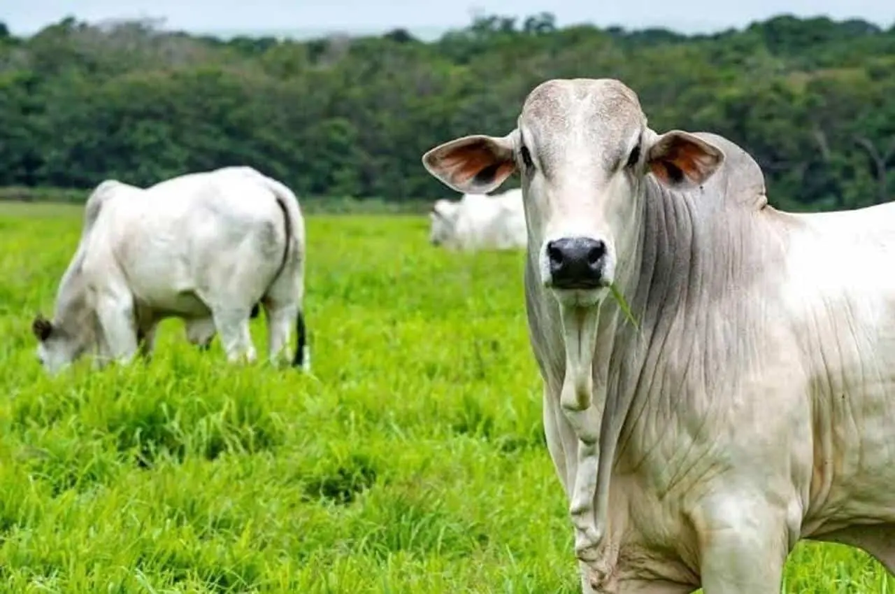 Gado em Roraima Ascom Aderr 1