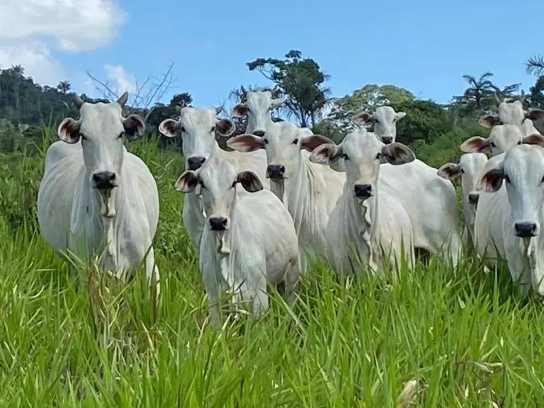 Roraima registra aumento de 231 na exportacao de bovinos em 2025 Ascom Aderr 2