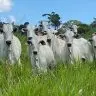 Roraima registra aumento de 231 na exportacao de bovinos em 2025 Ascom Aderr 2