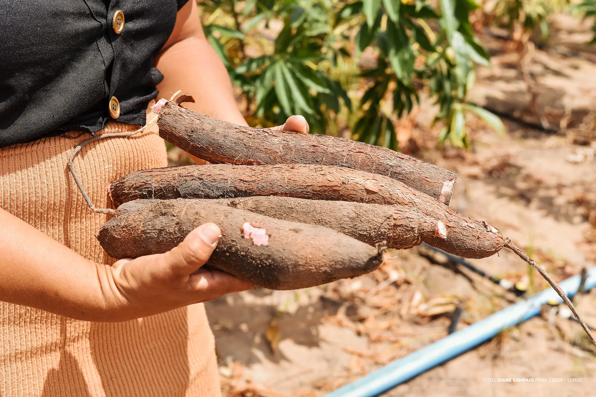 1772713268 347 Mulheres fortalecem agricultura familiar em Boa Vista