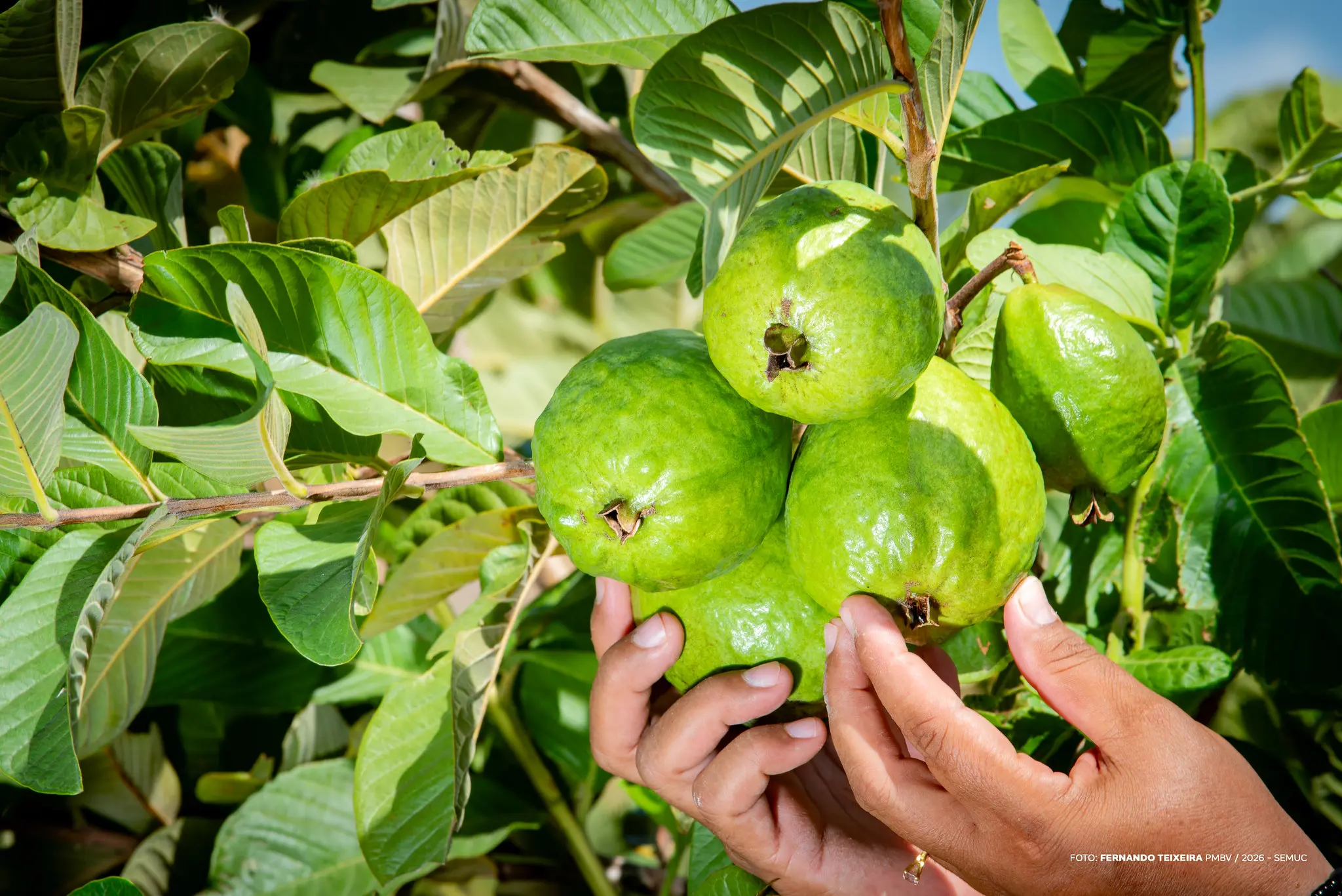 1772713268 935 Mulheres fortalecem agricultura familiar em Boa Vista