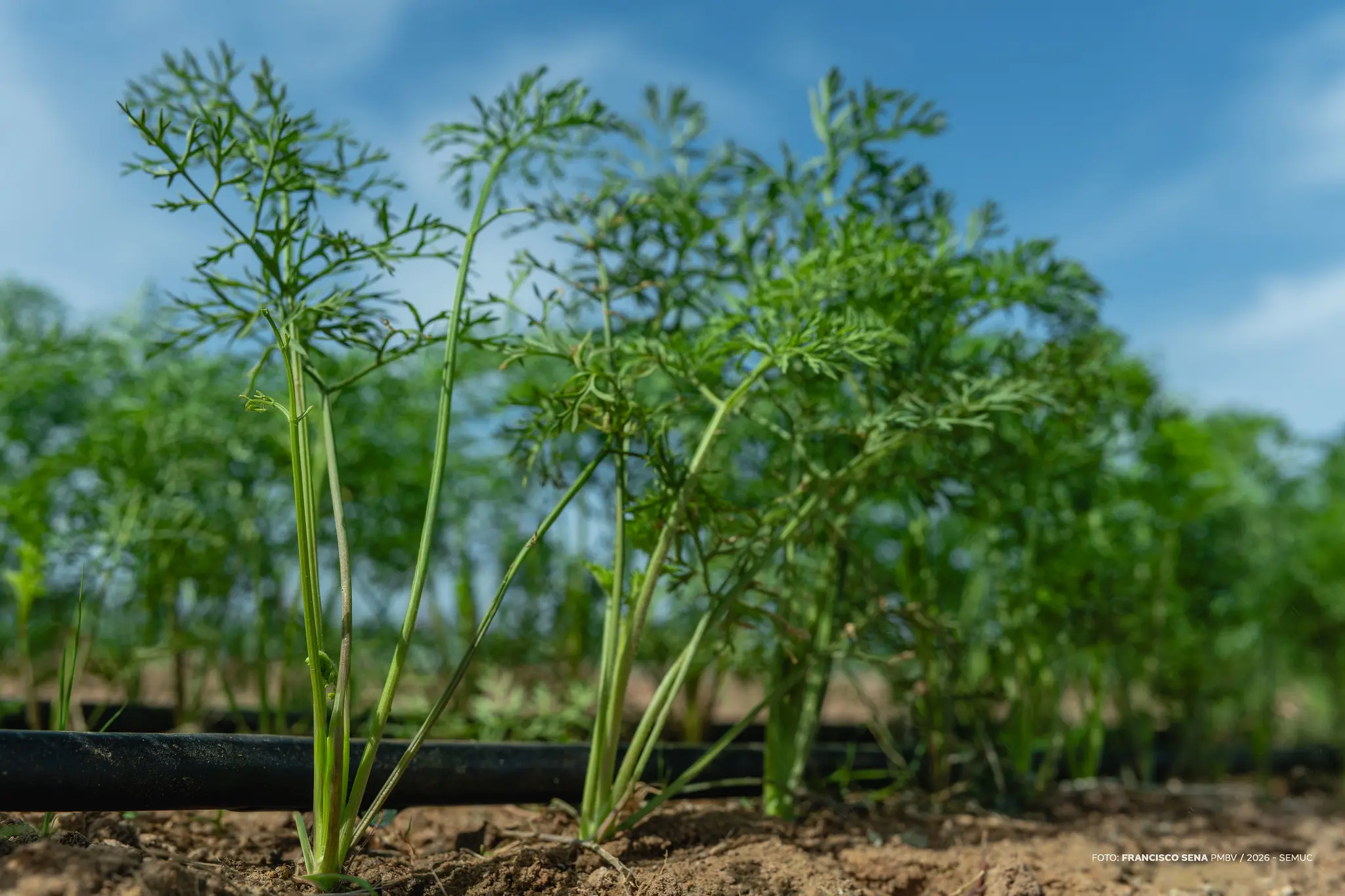 1773089350 808 Preparacao de canteiros avanca para o Dia de Campo Hortifruti