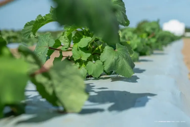 55131418147 b164b7ccda k