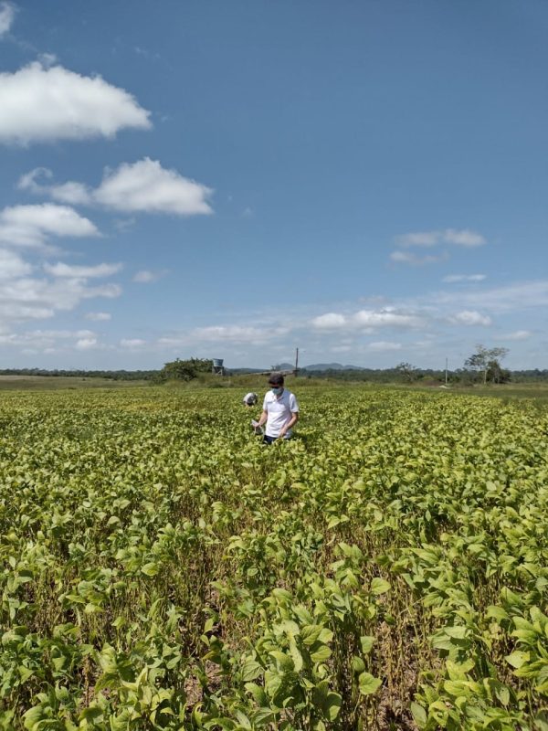 Término do vazio sanitário autoriza o plantio de soja em Roraima a partir desta quarta-feira, 18 2 Fim do vazio sanitario 2