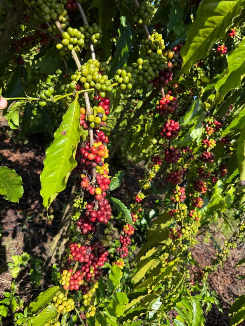 Executivo de Roraima promove série de palestras para fortalecer o setor cafeeiro do Estado 1 Governo de Roraima promove ciclo de palestras para fortalecer cadeia produtiva do cafe no Estado Asc
