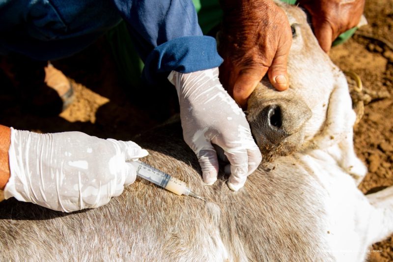Prefeitura vacina rebanho indígena contra brucelose em 17 comunidades 1 060420263