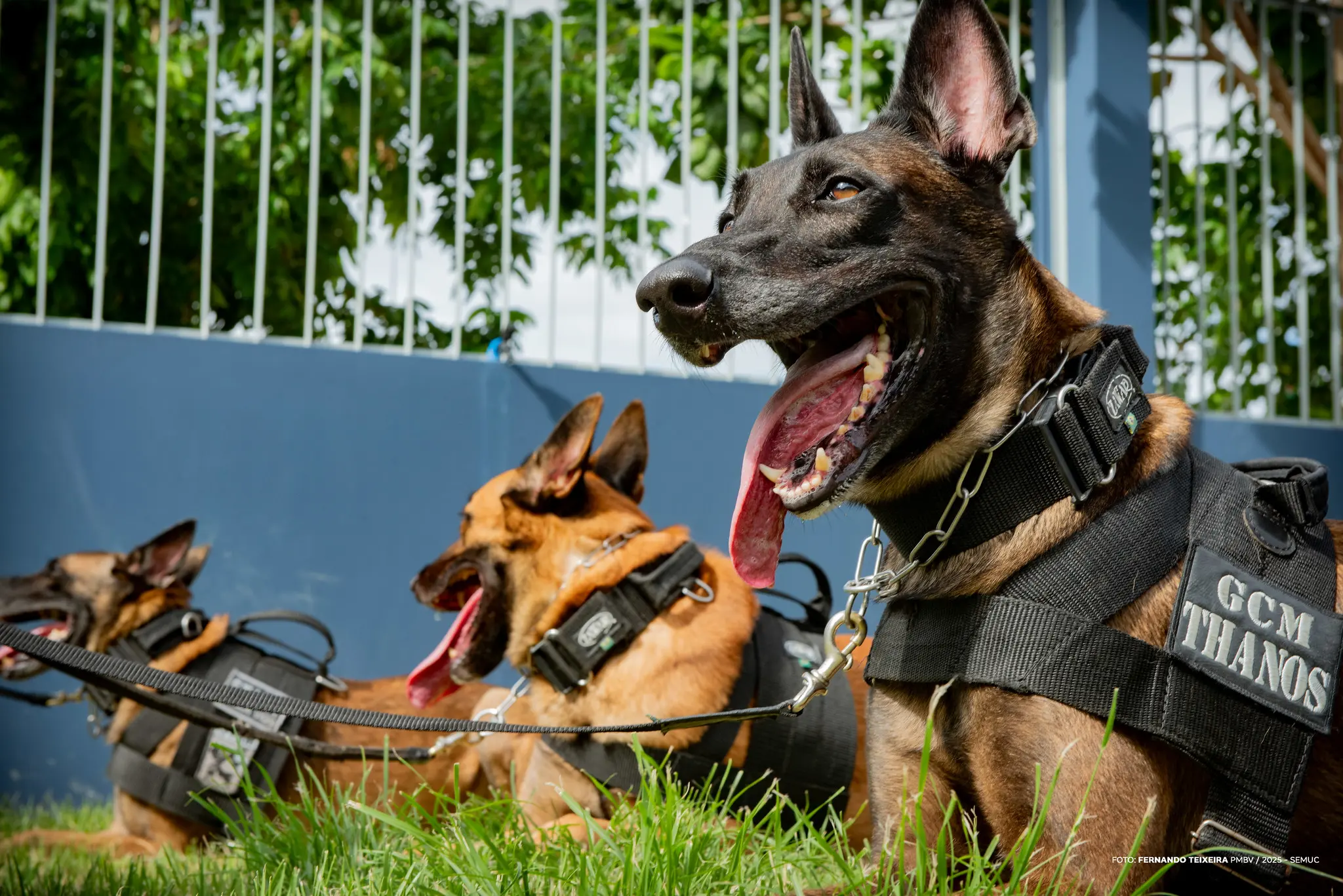 1776308946 931 Filhote de quatro meses com futuro na Patrulha Canina