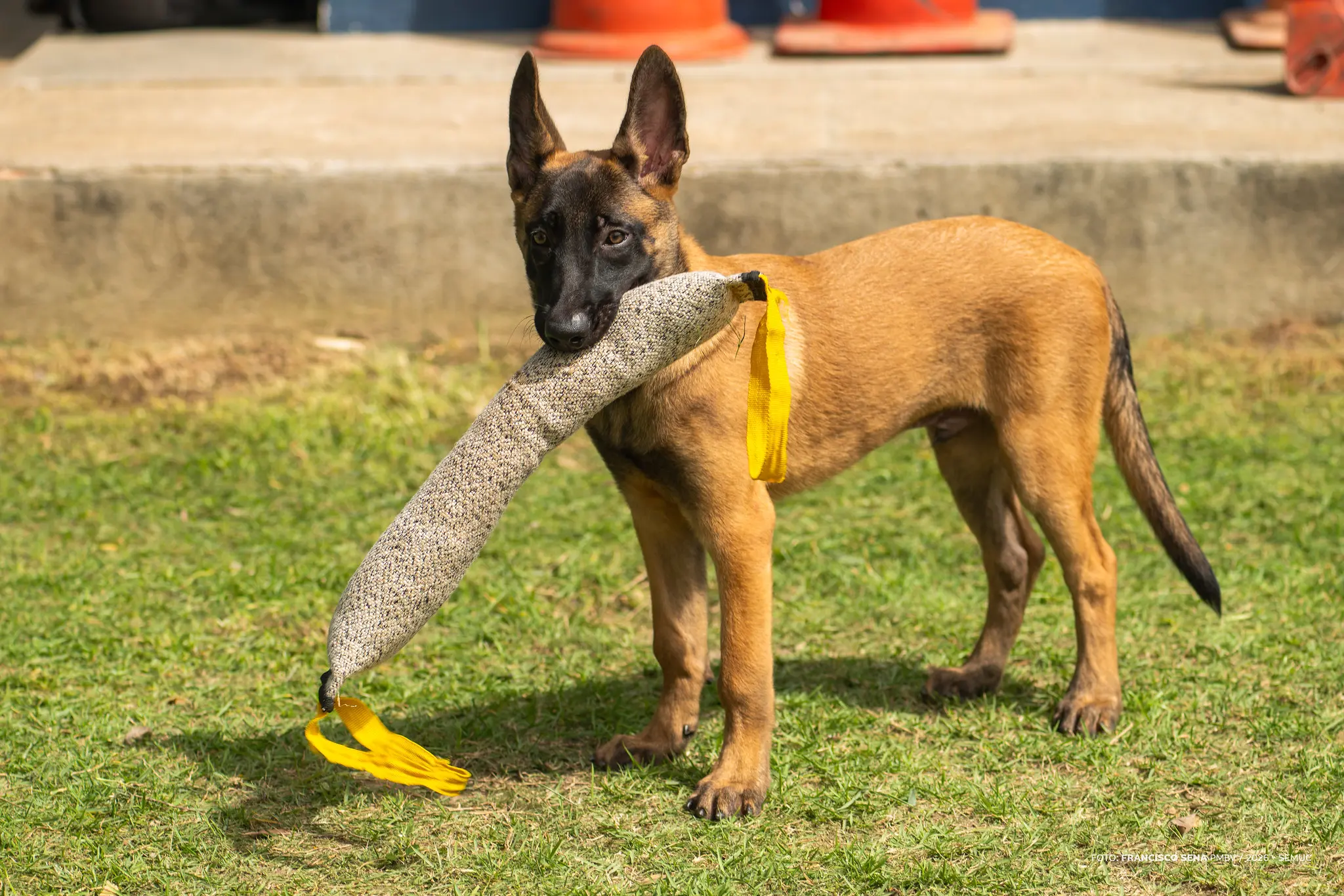 1776308946 964 Filhote de quatro meses com futuro na Patrulha Canina